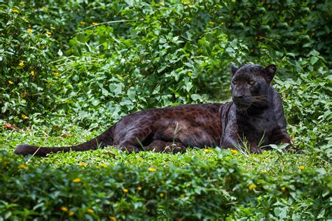 Why Are Black Panthers Black Impressive Nature