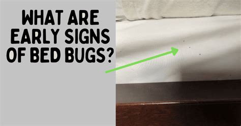 10 Early Signs Of Bed Bugs Orion Pest Solutions
