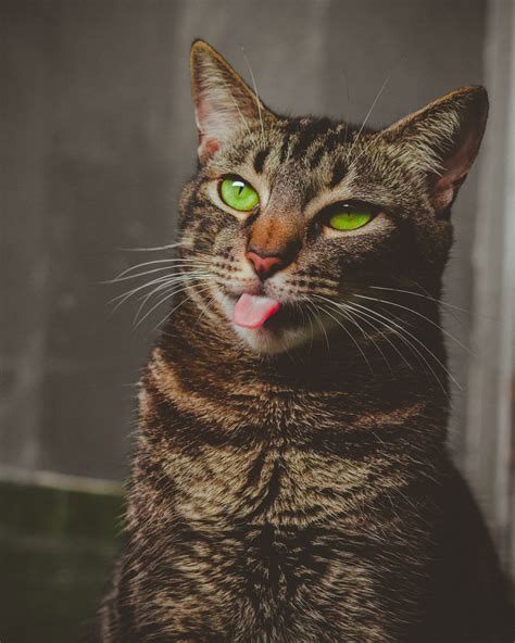 Tabby Cat Sticking Its Tongue Out · Free Stock Photo