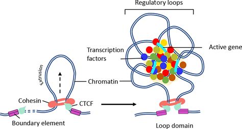 Frontiers Spatial Organization Of Chromatin Transcriptional Control