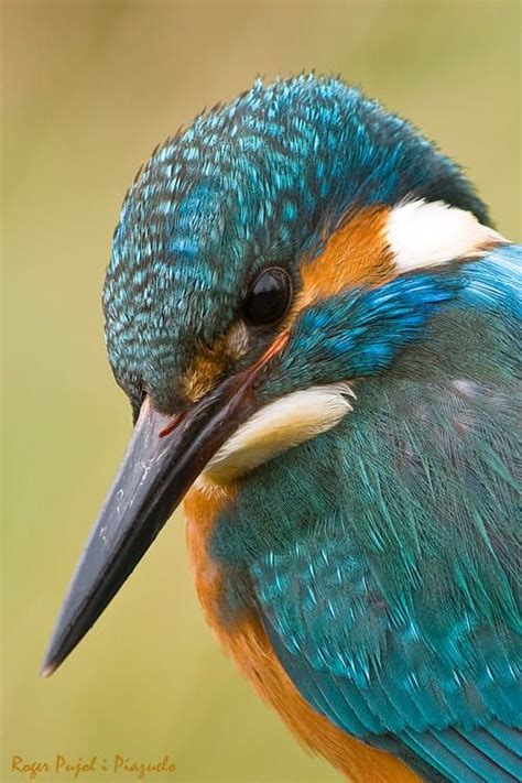 Wildlife Photography Kingfisher Portrait Pet Birds Beautiful Birds