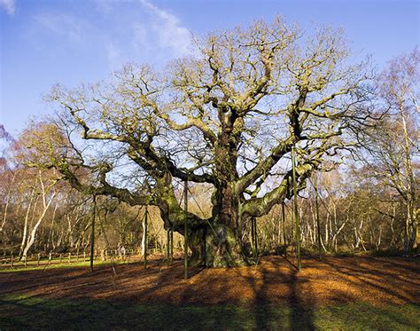 Major Oak Tree In Sherwood Forest Nottingham Shire England Robin Hood