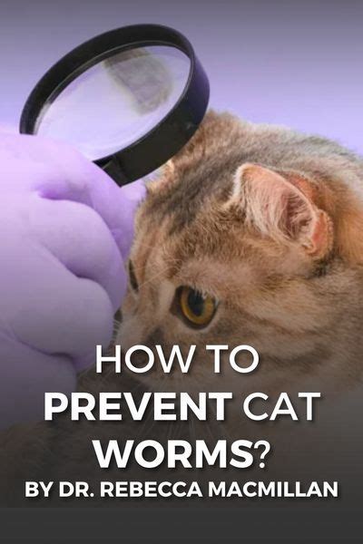 What To Do If My Cat Has Worms Cat Care Tips Cat Health Problems