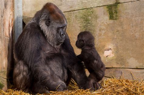 Watch Adorable Baby Gorilla Raised By Humans Gets A Loving Hug From