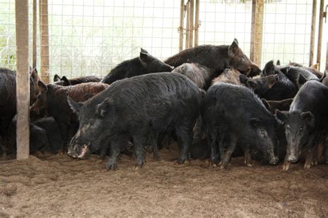 Feral Hogs And White Tailed Deer Texas Landowners Association
