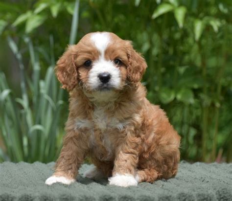 Learn how to choose a puppy, what to know about bringing them home for the first time, training and more. Cavapoo Puppies for Sale | Cavapoo puppies, Puppies ...