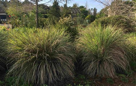 Drought Tolerant Plants For A Florida Friendly Landscape Zone 9 Uf