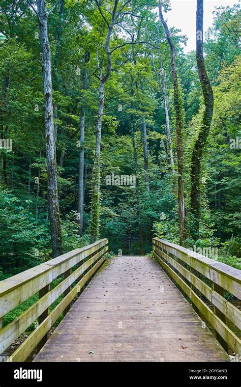 Wooden Walking Bridge Leading Into A Forest Of Tall Trees With Moss