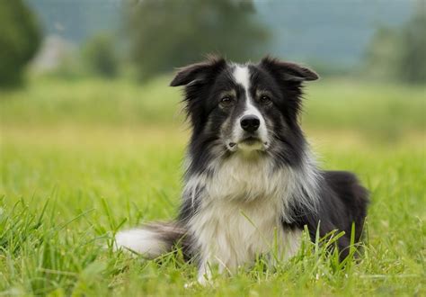 Stunning Border Collie Colors Coat Markings Pictures