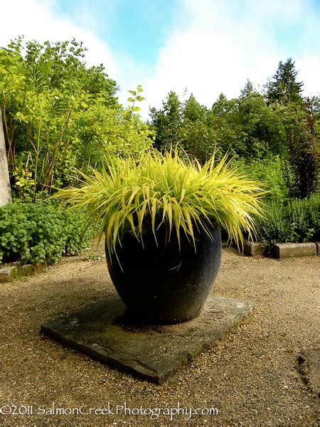Brilliantly gold, the leaves of this spectacular japanese selection are also more upright and spiky than the species. Hakonechloa macra 'All Gold' at Digging Dog Nursery