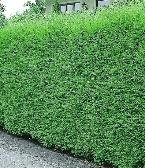 Immergrüne hecken behalten auch im winter ihr blattlaub und schmücken so ihren garten auch in den wintermonaten. groenblijvende hagen snelgroeiend - Google zoeken | Hecke ...