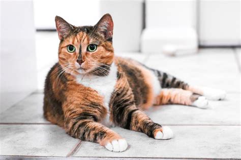 Tortoiseshell Cat Facts And Pictures