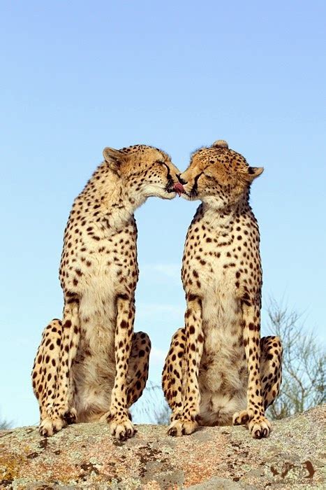 15 Adorable Photos Of Animals Kissing My99post