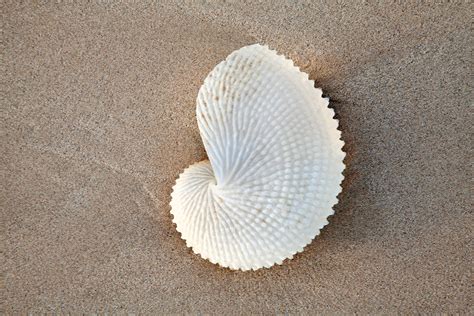 Paper Nautilus Shell Frothers Gallery