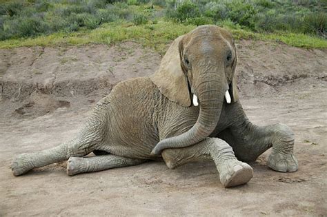 Elephant Sitting Stock Photos Pictures And Royalty Free Images Istock