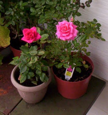 The leaves on my potted miniature rose are turning yellow. Beautiful-flowers: Advices On Growing Indoor Roses