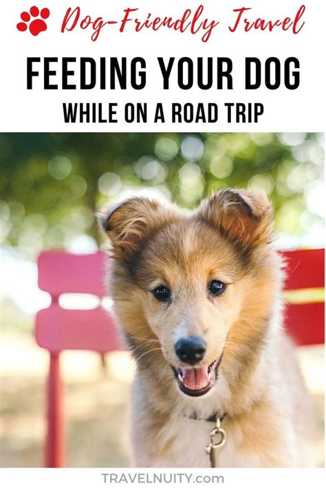 5 Tips For Feeding Your Dog While Travelling Travelnuity
