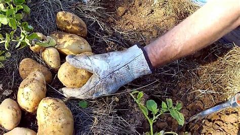 Harvesting Potatoes Is It Time Youtube