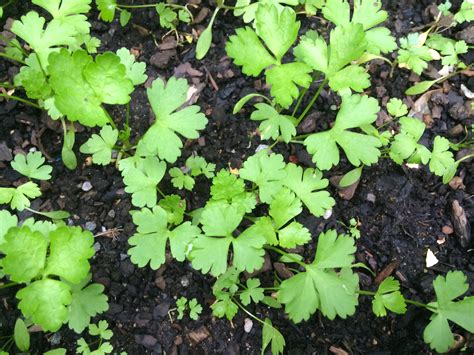 Tips for growing parsley - small green things