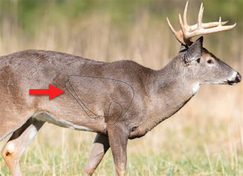 Life Size Whitetail Deer Target Full Size Deer Target