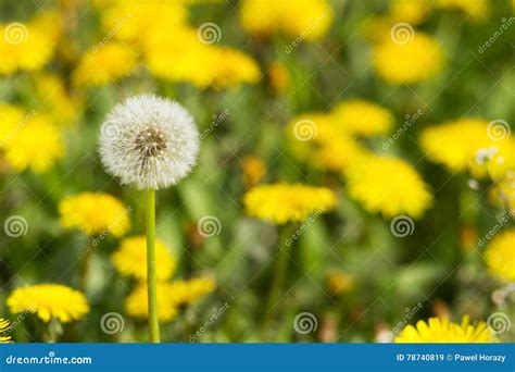 Yellow Dandelions On Green Meadow 2 Stock Image Image Of Green