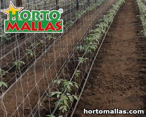 Tomato Crops1 Hortomallas™ Supporting Your Crops®