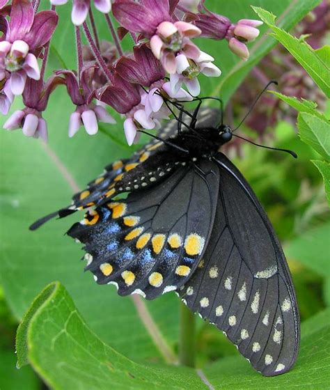 Magickcanoe Com Blog Blog Archive Monarchs And Swallowtails