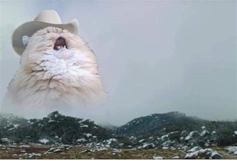 Las Mejores 101 Meme Gato Con Sombrero Armadynemx