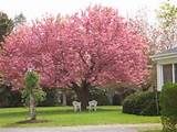 Kwanzan Flowering Cherry Tree For Sale