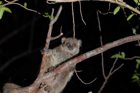 Madagascar Northern Sportive Lemur Lepilemur Septentrionalis The
