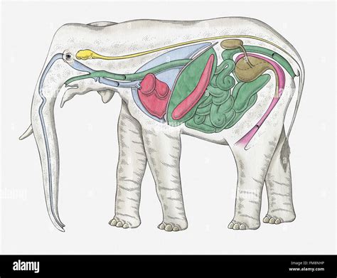 Anatomia Interna De Elefante Hembra Fotografía De Stock Alamy