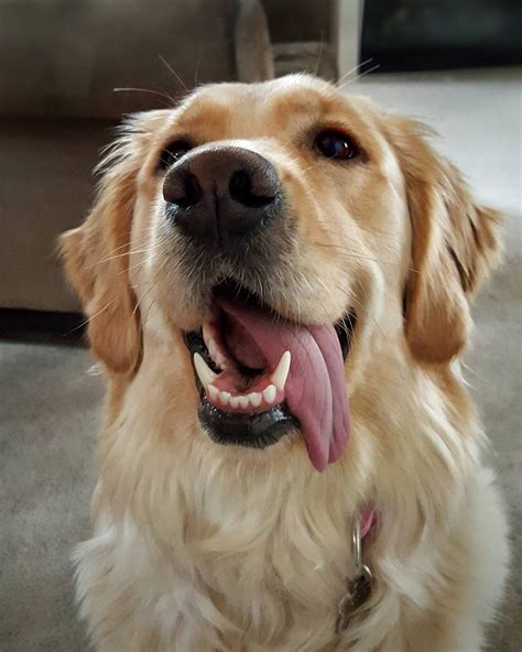 My Happy Face By Goldenretrieverabbie Golden Labs Golden Dog Animal