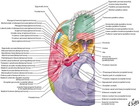 Base Of Skull Netter Anatomy Bones Anatomy Medical Anatomy