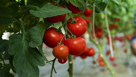 Traça Do Tomateiro Saiba O Que Causa E Como Controlar Essa Praga Agrimar
