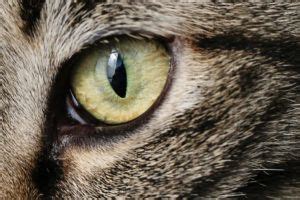 8 Types of Cat Eye Colors and Their Rarity With Pictures - Excited Cats