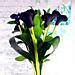 Black Magic Calla Lilies Lily Flowers Delivered Clare Florist