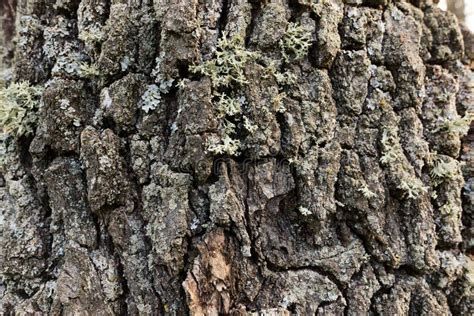 Rough Texture Of The Oak Tree Bark Stock Image Image Of Cracked