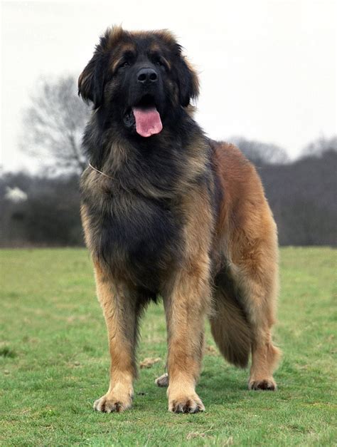 Crufts 2020 Can You Name These Unusual Dog Breeds Shropshire Star