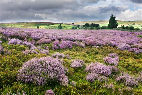 A Moorland Splashed With Heather Makes Our Hearts Leap — So Why Dont