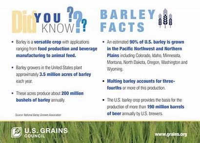 Barley Facts Grains Infographic