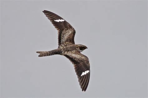 Common Nighthawk Birds Of Quail Valley And Fort Bend