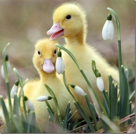 Cute Ducklings Funny And Cute Animals