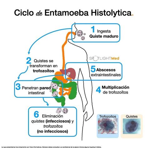Ciclo De Entamoeba Histolytica Entamoeba Histolytica Medicine Med