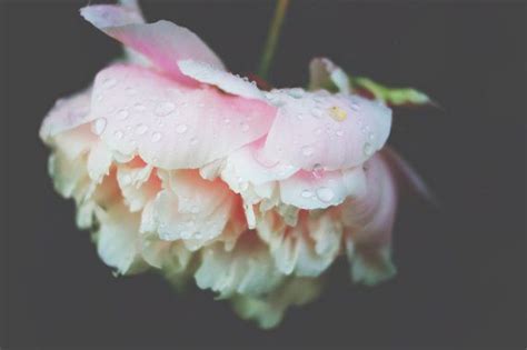 Peony Rain Drops Garden Flower Photography Fine Art Etsy Flowers