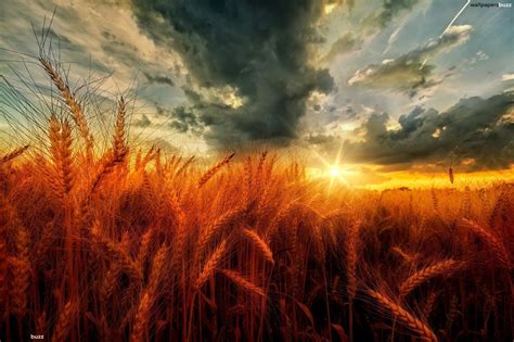 Wheat Field Wallpapers Wallpaper Cave