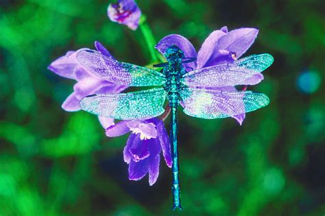 Colorful Dragonfly Dragonfly Images Dragonfly Colorful Dragonfly