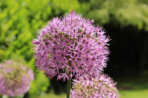 The Complete Guide To Growing Alliums By An Expert