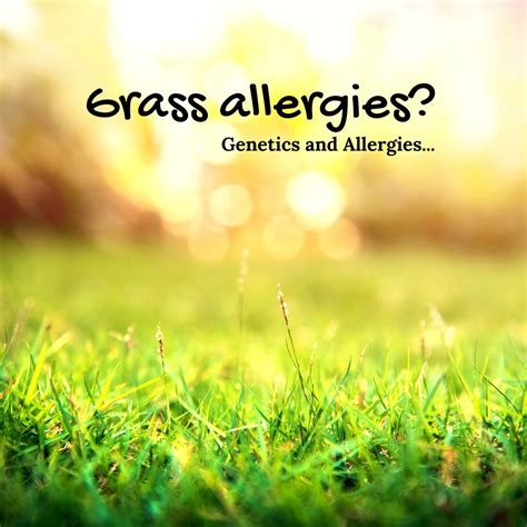 Are Grass Allergies Genetic Grass Allergy Genetics Watery Eyes