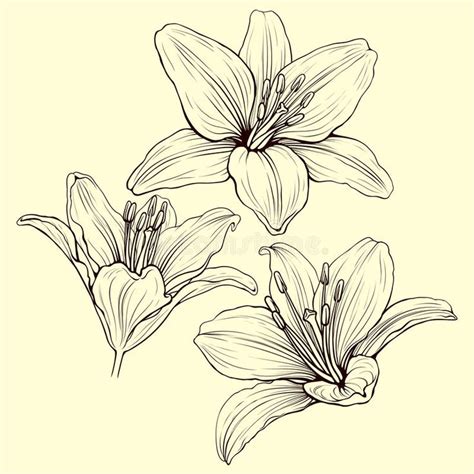 Image Result For Lily Drawing Flower Drawing Lilies Drawing Lilly