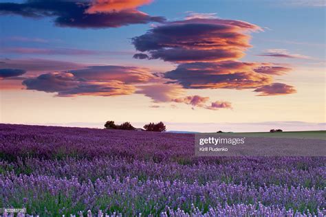 Sunset Over Lavender Field Provence High Res Stock Photo Getty Images
